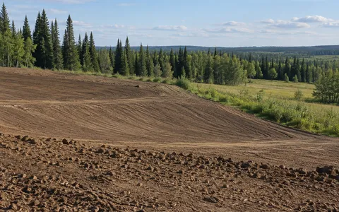 Recontoured ground transitioning toward meadow and woodland